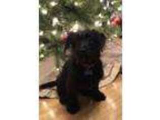 Labradoodle Puppy for sale in Manchester, NH, USA