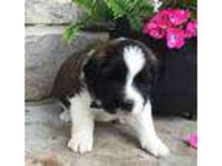 Saint Bernard Puppy for sale in Stevens, PA, USA