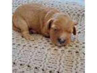 Cavapoo Puppy for sale in Franklin, KY, USA