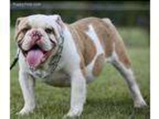 Olde English Bulldogge Puppy for sale in Oklahoma City, OK, USA