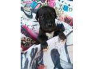 Great Dane Puppy for sale in Palm Bay, FL, USA