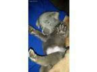 Labrador Retriever Puppy for sale in Neenah, WI, USA