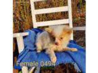 Pomeranian Puppy for sale in Pittsfield, NH, USA