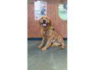 Golden Retriever Puppy for sale in Scottsboro, AL, USA