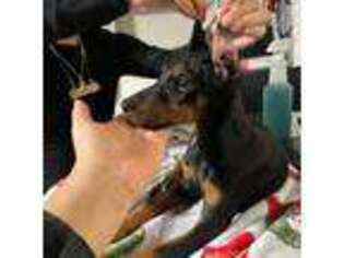 Doberman Pinscher Puppy for sale in Desoto, TX, USA