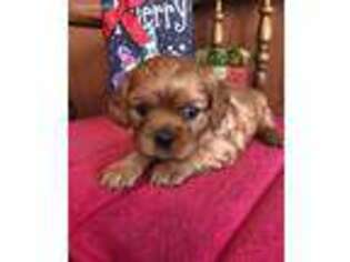 Cavachon Puppy for sale in Baileyville, KS, USA