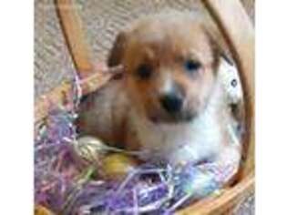 Pembroke Welsh Corgi Puppy for sale in Manitou, KY, USA
