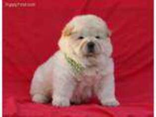 Chow Chow Puppy for sale in Okeechobee, FL, USA