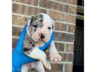 Alapaha Blue Blood Bulldog Puppy for sale in Houston, TX, USA