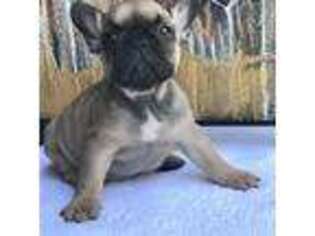 French Bulldog Puppy for sale in White Marsh, MD, USA