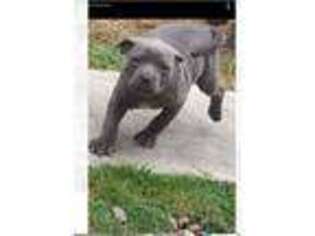 Staffordshire Bull Terrier Puppy for sale in Bellingham, WA, USA