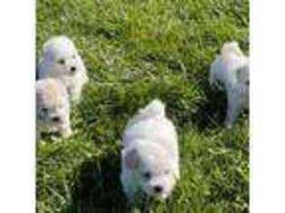 Bichon Frise Puppy for sale in Columbus, OH, USA