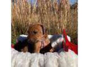 Rhodesian Ridgeback Puppy for sale in Westminster, SC, USA