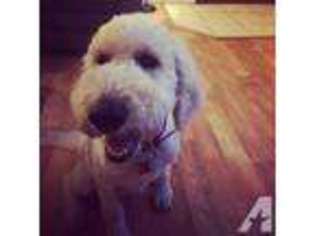 Goldendoodle Puppy for sale in JAY, OK, USA