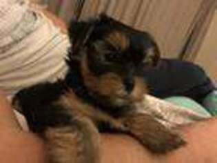 Yorkshire Terrier Puppy for sale in Brick, NJ, USA