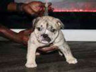 Mutt Puppy for sale in Woodridge, IL, USA