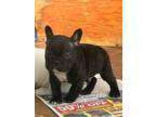 French Bulldog Puppy for sale in Heiskell, TN, USA