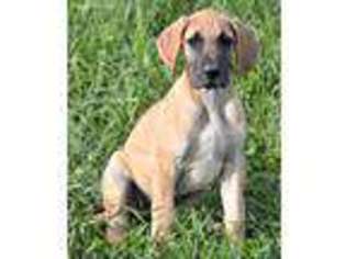Great Dane Puppy for sale in Nelson, MO, USA