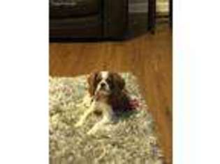 Cavalier King Charles Spaniel Puppy for sale in Millington, TN, USA