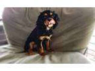 Cavalier King Charles Spaniel Puppy for sale in Taylor, TX, USA