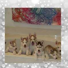 Siberian Husky Puppy for sale in Ellenton, FL, USA
