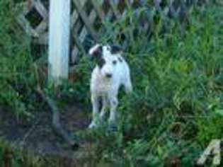 Italian Greyhound Puppy for sale in STUMP CREEK, PA, USA