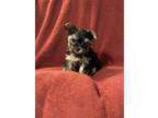 Yorkshire Terrier Puppy for sale in Mitchell, SD, USA