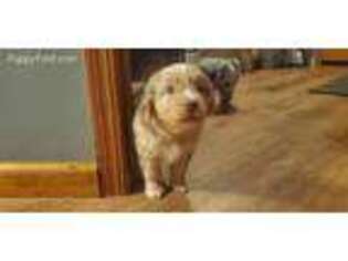 Miniature Australian Shepherd Puppy for sale in Dalton City, IL, USA