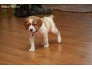 Brittany Puppy for sale in Jefferson, SD, USA