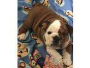 Bulldog Puppy for sale in Goodlettsville, TN, USA