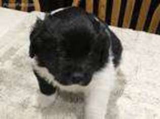Newfoundland Puppy for sale in Carleton, MI, USA