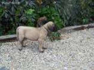 Mastiff Puppy for sale in Darby, MT, USA