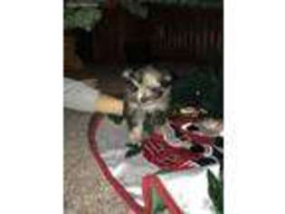 Pomeranian Puppy for sale in Wabash, IN, USA