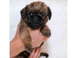 Brussels Griffon Puppy for sale in Palatine, IL, USA