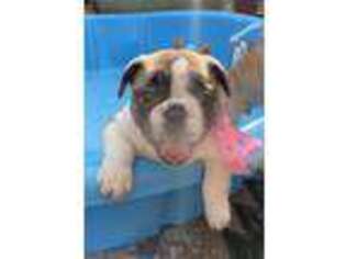 French Bulldog Puppy for sale in Moline, IL, USA
