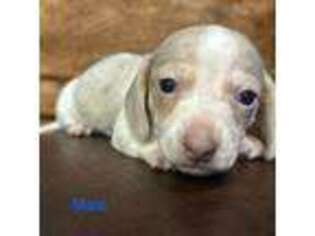 Dachshund Puppy for sale in Copperhill, TN, USA
