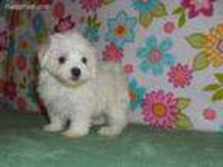 Maltese Puppy for sale in Pierce City, MO, USA