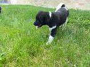 Akita Puppy for sale in Raton, NM, USA