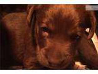 Labrador Retriever Puppy for sale in Worcester, MA, USA