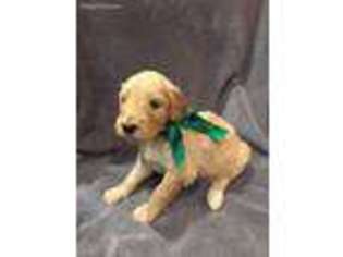 Goldendoodle Puppy for sale in Opelika, AL, USA