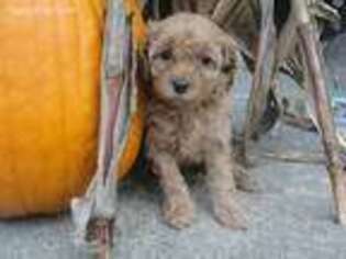 Cavapoo Puppy for sale in Harrisville, PA, USA
