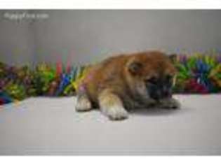 Shiba Inu Puppy for sale in West Point, IA, USA