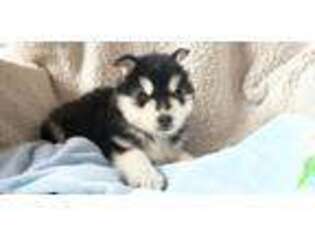 Siberian Husky Puppy for sale in Dallas, NC, USA
