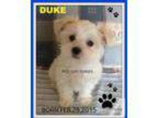 Maltese Puppy for sale in ELIZABETHTOWN, PA, USA