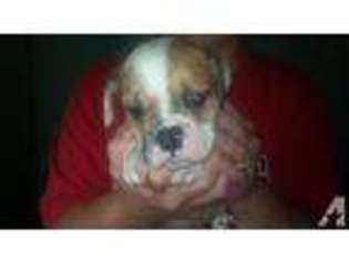 Bulldog Puppy for sale in RACINE, OH, USA