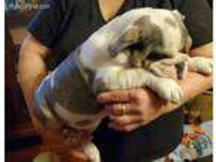 Bulldog Puppy for sale in Carrier Mills, IL, USA