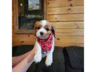 Cavalier King Charles Spaniel Puppy for sale in Bland, VA, USA