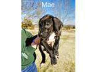 Great Dane Puppy for sale in Pineville, MO, USA