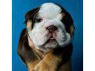 Bulldog Puppy for sale in Chelan, WA, USA