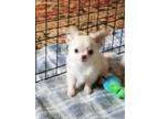 Chihuahua Puppy for sale in Muskegon, MI, USA